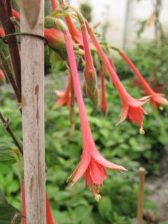 Fuchsienbild Fulpila 04